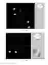 Fig. 35 - ANTI-SAS1B ANTIBODIES, ASSOCIATED METHODS OF USE, AND COMPOSITIONS AND METHODS FOR DETECTING AND TREATING CANCER