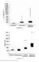 Fig. 32 - Antibody to Renalase