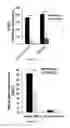 Fig. 41 - Antibody to Renalase