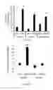 Fig. 49 - Antibody to Renalase