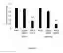 Fig. 52 - Antibody to Renalase