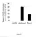 Fig. 64 - Antibody to Renalase