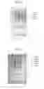 Fig. 04 - Cysteine-optimized stradomers
