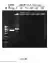 Fig. 09 - PLGA-modified polyethylenimine self-assembly nanotechnology for nucleic acid and drug delivery