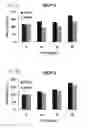 Fig. 06 - RNA modulating oligonucleotides with improved characteristics for the treatment of Duchenne and Becker muscular dystrophy