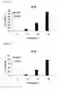 Fig. 08 - RNA modulating oligonucleotides with improved characteristics for the treatment of Duchenne and Becker muscular dystrophy