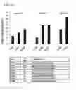 Fig. 09 - RNA modulating oligonucleotides with improved characteristics for the treatment of Duchenne and Becker muscular dystrophy