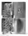 Fig. 02 - Seedless fruit producing plants