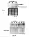 Fig. 09 - Codon optimization for increasing transgene expression in chloroplasts of higher seed plants