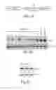 Fig. 08 - CNS TARGETING AAV VECTORS AND METHODS OF USE THEREOF