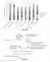 Fig. 07 - Host cells and methods for producing hydroxytyrosol