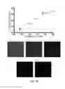 Fig. 22 - Enrichment and detection of nucleic acids with ultra-high sensitivity