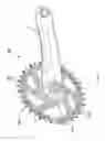 Fig. 05 - Single sprocket