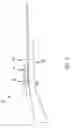 Fig. 02 - Method of manufacturing a firearm accessory mount