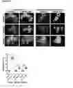 Fig. 22 - Methods for detecting molecules in a sample