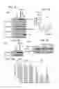 Fig. 07 - DIAGNOSTIC AND THERAPEUTIC USES OF EXOSOMES