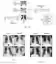 Fig. 03 - Adapting a generative adversarial network to new data sources for image classification