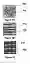 Fig. 08 - Boron nitride nanotube enhanced electrical components