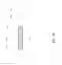 Fig. 08 - PARTICLE SYSTEMS AND PATTERNING FOR MONOLITHIC LED ARRAYS