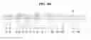 Fig. 07 - Top-emissive organic light-emitting diode display