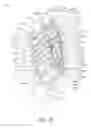 Fig. 24 - Oral care implement