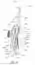Fig. 41 - Oral care implement