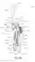 Fig. 42 - Oral care implement