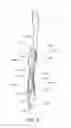 Fig. 46 - Oral care implement