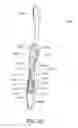 Fig. 56 - Oral care implement