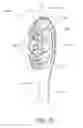 Fig. 67 - Oral care implement