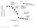 Fig. 10 - Non-invasive system and method for measuring blood pressure variability
