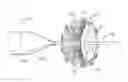 Fig. 01 - Trans-septal closure and port device