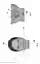 Fig. 06 - Method for determining and drawing the ideal individual shape of the upper front teeth