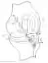 Fig. 01 - Ligament assembly
