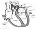 Fig. 01 - STENT FEATURES AND METHODS TO AID WITH APPOSITION AND ALIGNMENT TO NATIVE ANATOMY, MITIGATION OF PARAVALVULAR LEAK AND FUNCTIONAL EFFICIENCY OF PROSTHETIC HEART VALVE