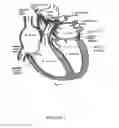 Fig. 02 - STENT FEATURES AND METHODS TO AID WITH APPOSITION AND ALIGNMENT TO NATIVE ANATOMY, MITIGATION OF PARAVALVULAR LEAK AND FUNCTIONAL EFFICIENCY OF PROSTHETIC HEART VALVE
