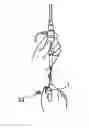 Fig. 01 - Deployment handle for an introducer