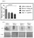 Fig. 02 - Immunomodulating treatments of body cavities