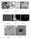 Fig. 02 - CAPSULES AND PARTICLES AND USES THEREOF