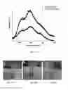 Fig. 09 - CAPSULES AND PARTICLES AND USES THEREOF