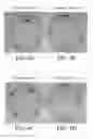 Fig. 05 - Topical formulation and method for preventing or treating acne