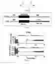 Fig. 02 - Glutarate compounds for treating ischemia-reperfusion injuries