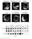 Fig. 07 - Glutarate compounds for treating ischemia-reperfusion injuries