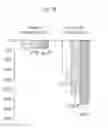 Fig. 07 - METHODS OF PREVENTING PROGRESSION TO TYPE 2 DIABETES MELITUS