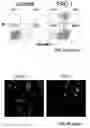 Fig. 04 - Compounds and methods for the treatment of cancer