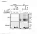 Fig. 06 - Modulators of vault RNAs for use in the treatment of diseases