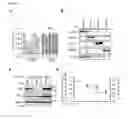 Fig. 07 - Modulators of vault RNAs for use in the treatment of diseases