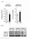 Fig. 06 - HETEROGENEOUS NICHE ACTIVITY IN MESENCHYMAL STROMAL CELL-BASED CELL THERAPY