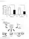 Fig. 07 - HETEROGENEOUS NICHE ACTIVITY IN MESENCHYMAL STROMAL CELL-BASED CELL THERAPY