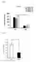 Fig. 09 - HETEROGENEOUS NICHE ACTIVITY IN MESENCHYMAL STROMAL CELL-BASED CELL THERAPY